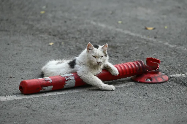 Image: IMAGO / NurPhoto