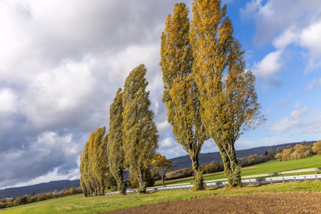 Bäume biegen sich im Herbststurm (Archivbild), 23.10.2025. Foto: IMAGO / Jan Eifert