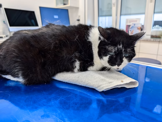 Geschwächte Katze bei einer Untersuchung in einer Tierarztpraxis, 04.07.2026. Foto: IMAGO / Bihlmayerfotografie (Michael Bihlmayer)